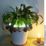 Plante verte de Noël