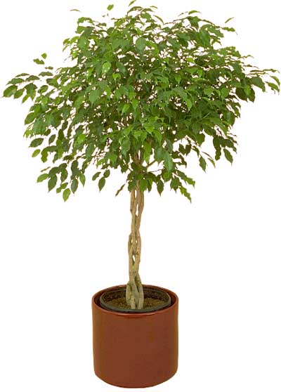 Ficus