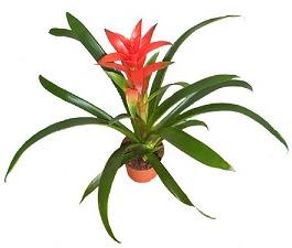 Guzmania