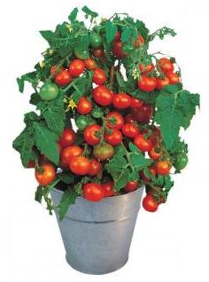 Pot de tomates cerises