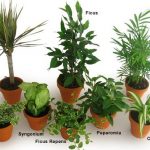 Plantes d'intérieur