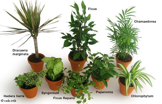 Plantes d'intérieur