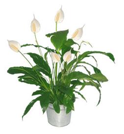 Spathiphyllum