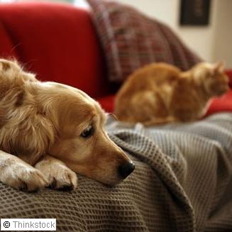 Chiens et chats en appartement